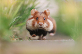 «Такая уже нежнятина!» или самые милые хомяки в мире