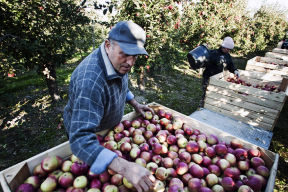 Как Лукашенко призывал «не кланяться импортному яблоку»
