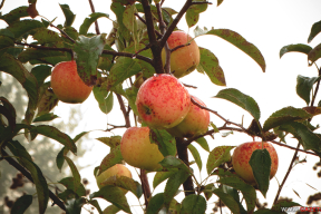 И снова дефицит? В Беларуси на полгода ограничат вывоз яблок из страны