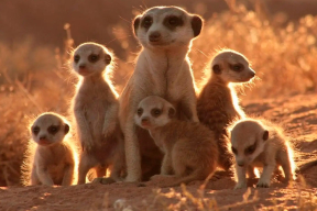 Самые общительные и миловидные зверьки, которым ни по чем даже скорпионы