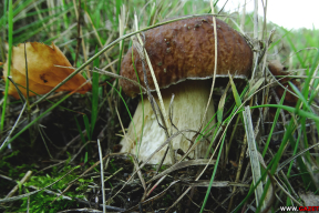 Сентябрьское чудо на грибной поляне