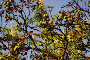 Цветы каштанов в сентябре. Как необычное явление становится обыденностью