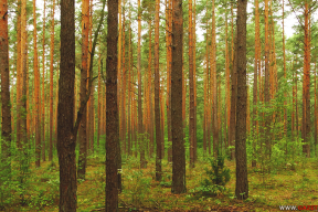 Сентябрьская лесотерапия. 10 фото, чтобы перевести дыхание