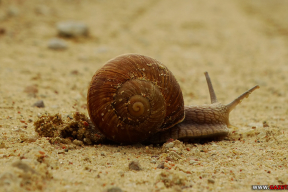 Чернышев: «Россия проигрывает даже улитке»