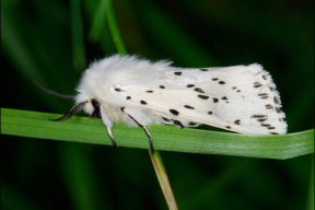 На Гомельщинe деревья массово атаковали опасные вредители