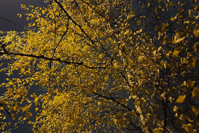 Как в Минске продолжают вырубать деревья