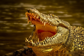 Уроки 2020-го: «финляндизация» Беларуси — или отгораживаться от России рвом с крокодилами?