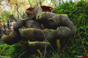 Колеры восеньскага лесу – момант, калі летняя зеляніна ўсё яшчэ не здаецца