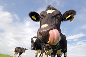 Главы райисполкомов будут получать премии за рост продаж молока и снижение падежа скота