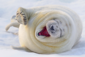 «Вот бы денек пожить как морской котик!»