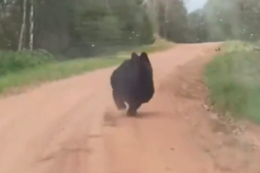 «Погоня» за медвежонком в Крупском районе