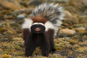 Валетов: «Единственная для Украины возможность выживания – это политика скунса»