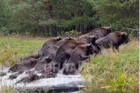 Видео дня. Как зубры переправляются через реку в Каменецком районе