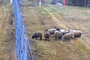 Услышали зов Лукашенко? Восемь овец из Литвы через лес сбежали в Беларусь
