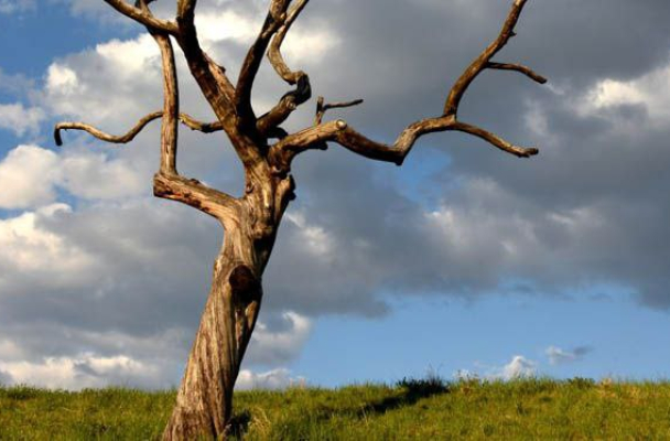 Лаврухин: «Остается только старый мертвый ствол — как памятник ненависти к любым проявлениям инакомыслия»