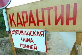 5 наивных вопросов об африканской чуме свиней