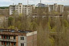 Чернобыльские деревья-мутанты меняют цвет и форму