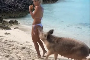 Свинья укусила фитнес-модель за попу!
