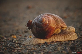 Ползем дальше. Несколько фотомгновений из жизни улиток
