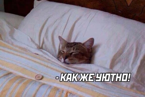 Неполитические фотожабы: «Кот сына маминой подруги»